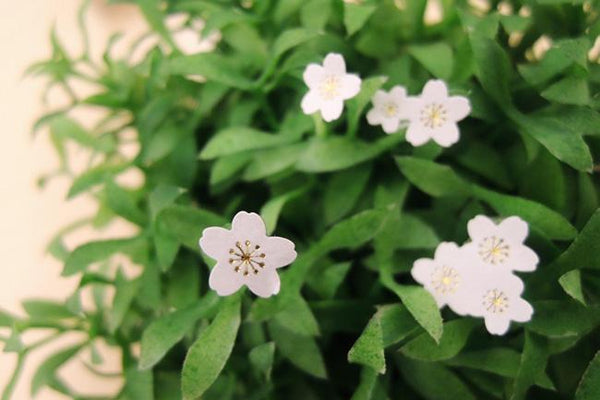 画像をギャラリービューアに読み込む, Suatelier Kokeshi sticker, Suatelier, Sticker, suatelier-kokeshi-sticker-1010, For Crafters, Stickers, Cityluxe