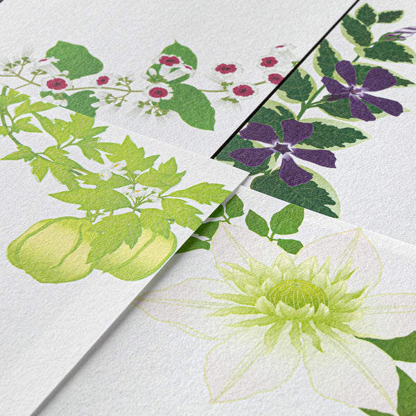 画像をギャラリービューアに読み込む, Midori Message Letter Pad - Summer Flower
