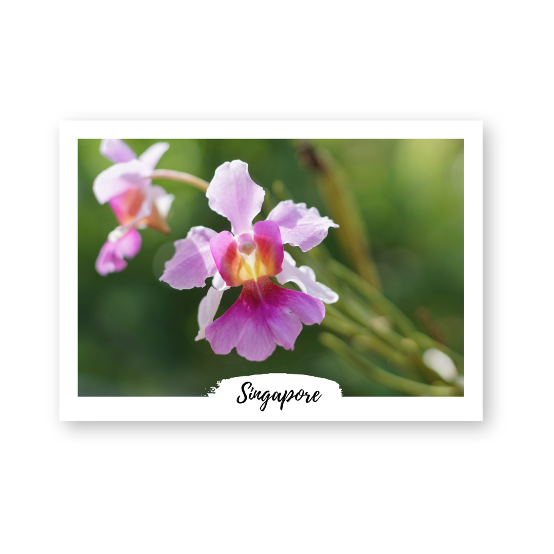 Postcard in Orchid, VMJ — WhereTo postcard — premium stationery and lifestyle, at Cityluxe Singapore