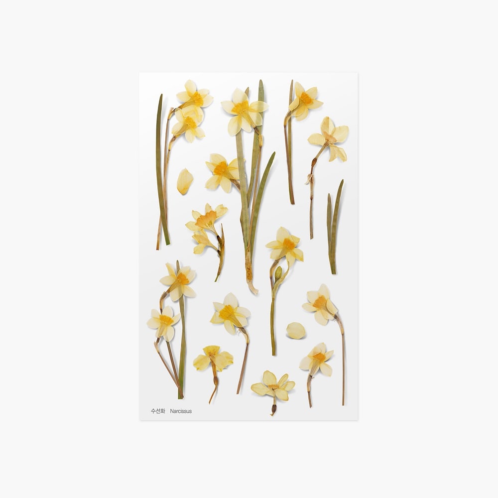 Appree Pressed Flower Sticker Narcissus, Appree, Sticker, appree-pressed-flower-sticker-narcissus, Yellow, Cityluxe