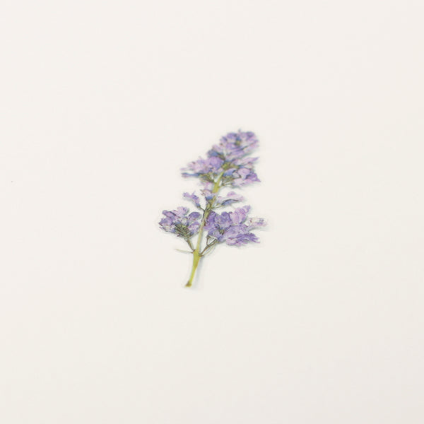 Load image into Gallery viewer, Appree Pressed Flower Sticker Lilac, Appree, Sticker, appree-pressed-flower-sticker-lilac, Purple, Cityluxe
